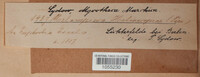 Melampsora euphorbiae image